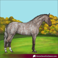 Horse Color:Blue Roan  and Silver Blue Roan 