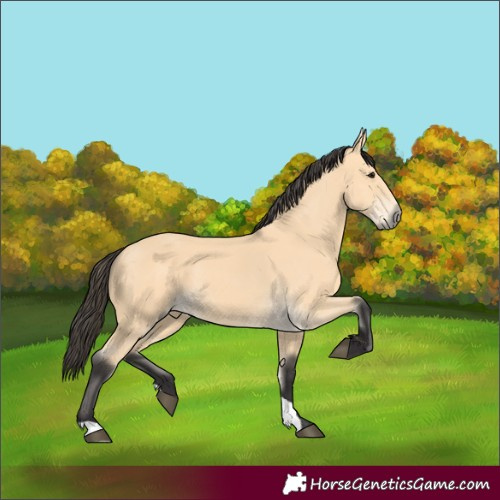 Horse Color:Buckskin 