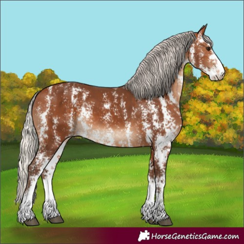 Horse Color:Unknown 
