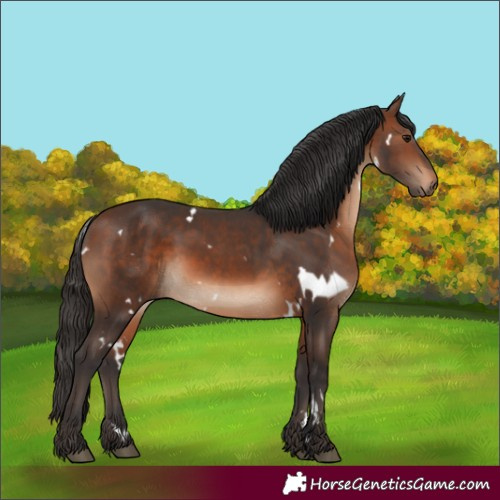 Horse Color:Unknown 