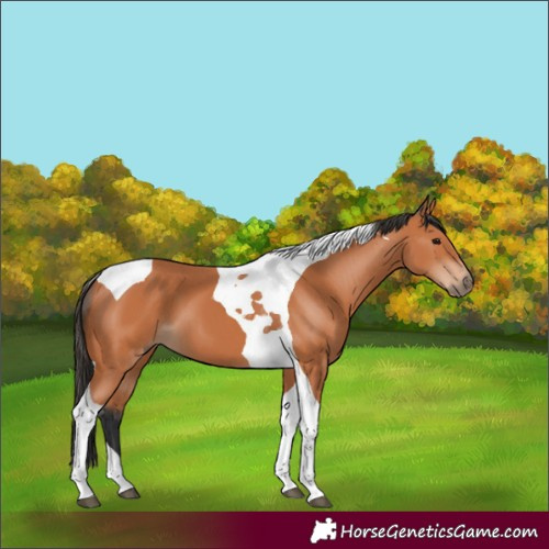Horse Color:Bay Tobiano 