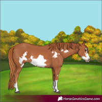 Horse Color:Chestnut Frame 