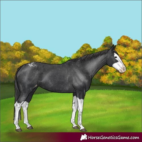 Horse Color:Black Splash Varnish 