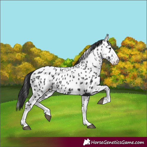 Horse Color:Black Splash Appaloosa