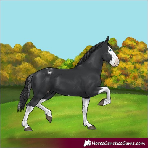 Horse Color:Black Splash Appaloosa