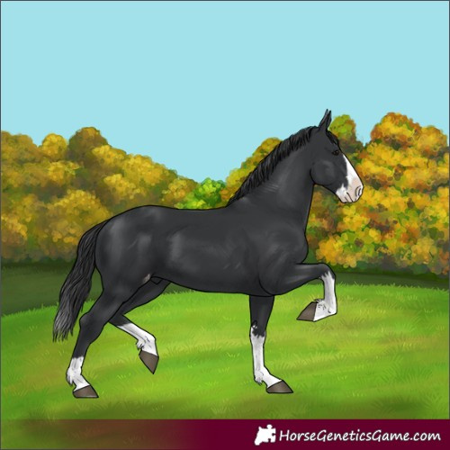 Horse Color:Black Splash Varnish 