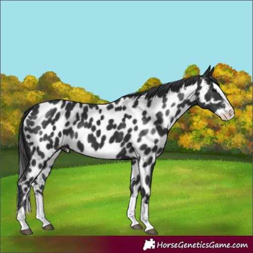 Horse Color:Black Splash Near Leopard 