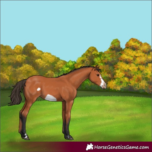 Horse Color:Bay Frame 
