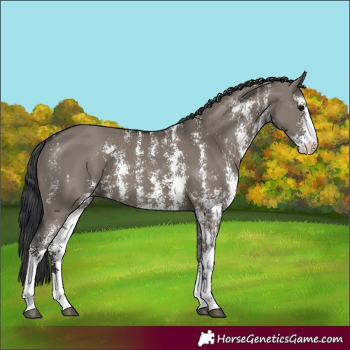 Horse Color:Grullo Sabino Rabicano