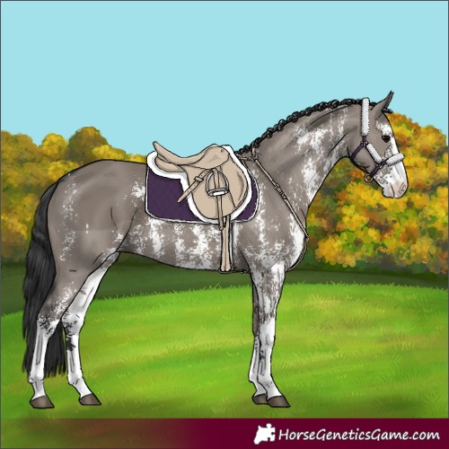 Horse Color:Grullo Sabino Rabicano 