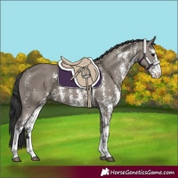 Horse Color:Grullo Sabino Rabicano