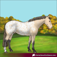 Horse Color:Buckskin Blanket 