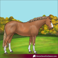 Horse Color:Chestnut 