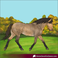 Horse Color:Buckskin Dun  and Buckskin Dun 