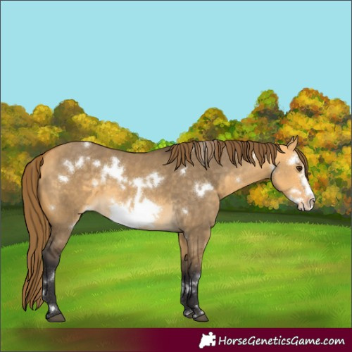 Horse Color:White Spotted Buckskin Dun Frame Appaloosa