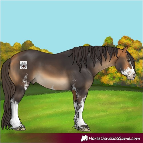 Horse Color:Buckskin Sabino