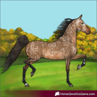 Horse Color:Bay Dun  and Gray Bay Dun 