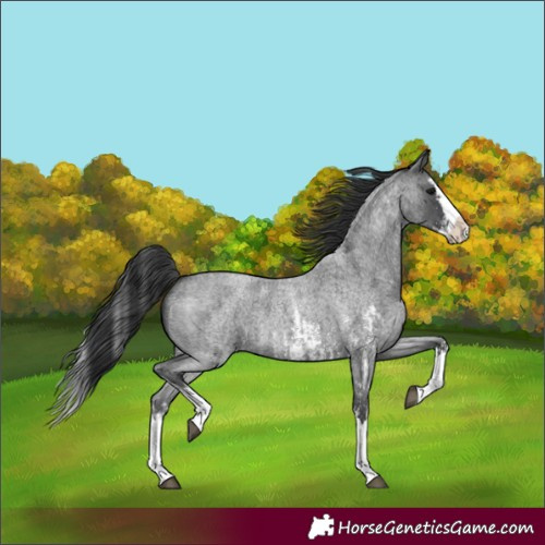 Horse Color:Blue Roan Sabino Splash and Blue Roan Sabino Splash