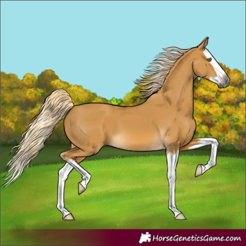 Horse Color:Gray Palomino Dun Splash 