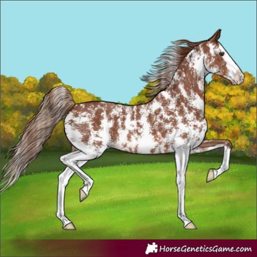 Horse Color:Chestnut Sabino Splash 
