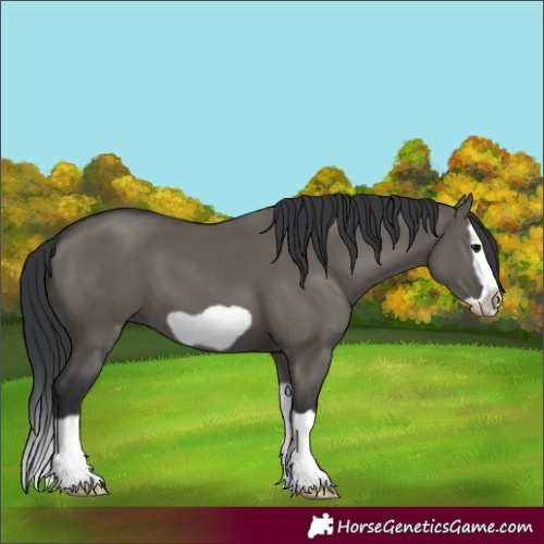 Horse Color:Grullo Splash Frame