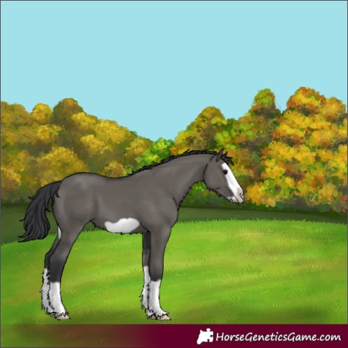 Horse Color:Grullo Splash Frame