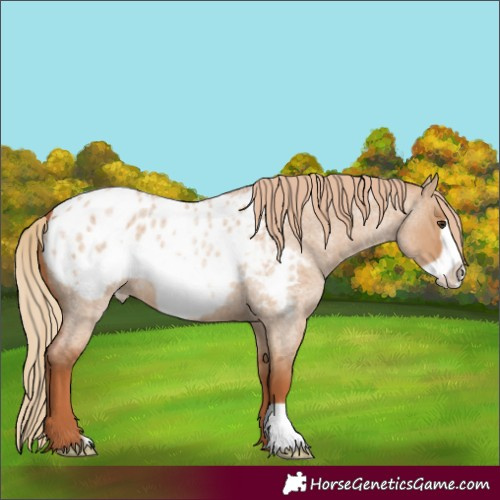 Horse Color:Red Dun Roan Frame Blanket