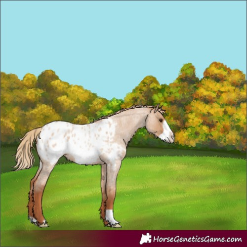 Horse Color:Red Dun Roan Frame Appaloosa