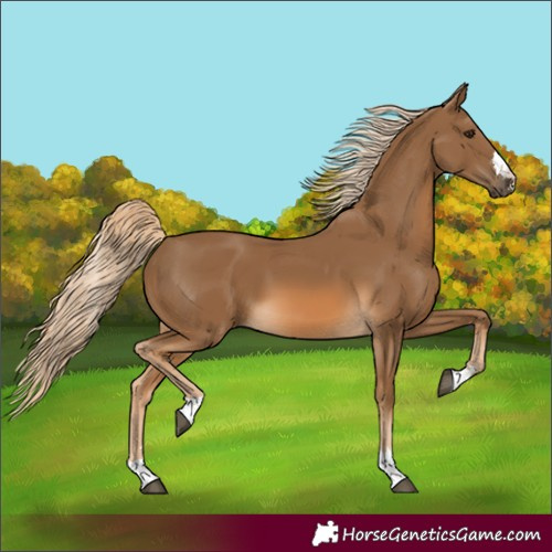 Horse Color:Unknown 