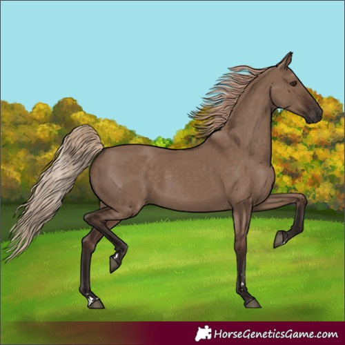 Horse Color:Unknown 