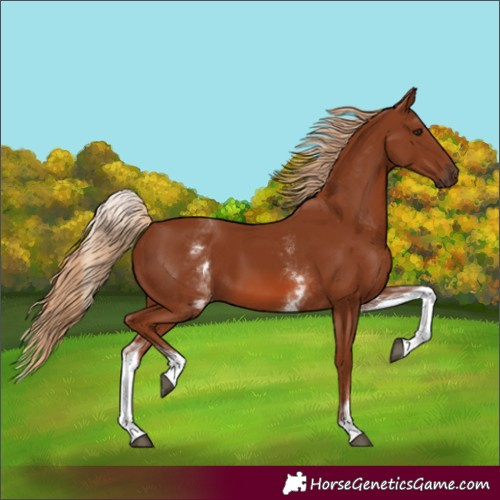 Horse Color:Unknown 