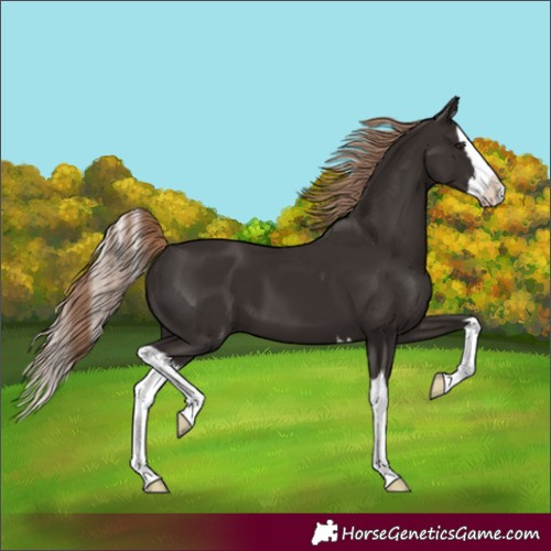 Horse Color:Liver Chestnut Splash 