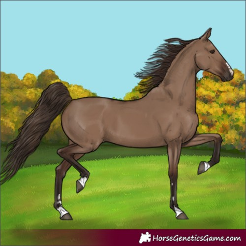 Horse Color:Liver Red Dun 