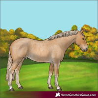 Horse Color:Palomino Roan 