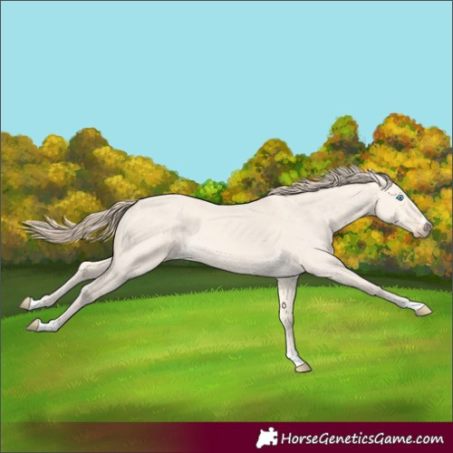 Horse Color:Perlino Dun 