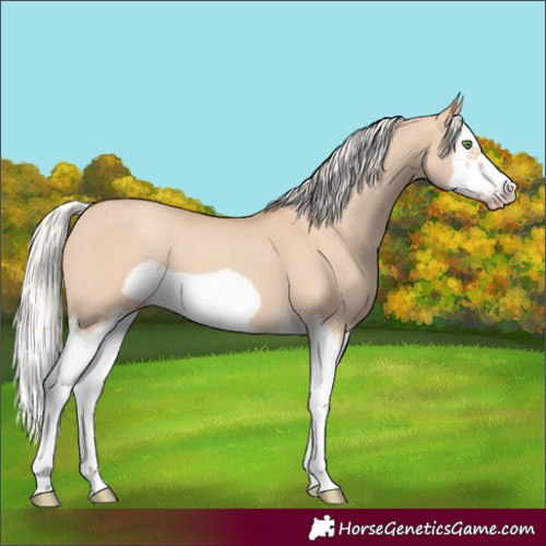 Horse Color:Silver Classic Champagne Dun Splash Frame 