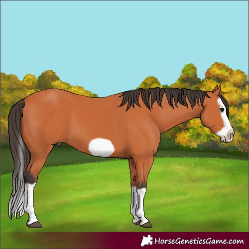 Horse Color:Bay Splash Frame 