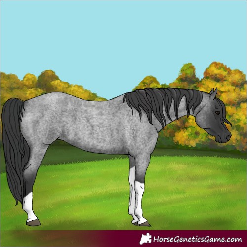 Horse Color:Blue Roan Tobiano 