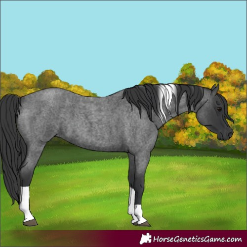Horse Color:Blue Roan Tobiano 