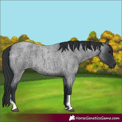 Horse Color:Blue Roan Tobiano 