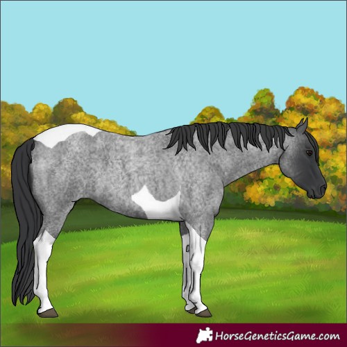 Horse Color:Blue Roan Tobiano 