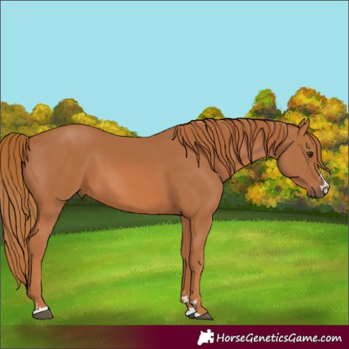 Horse Color:Chestnut 