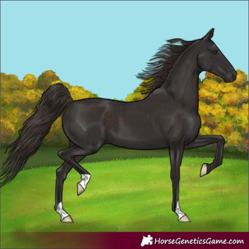 Horse Color:Unknown 