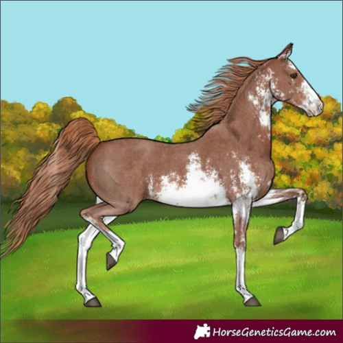 Horse Color:Unknown 