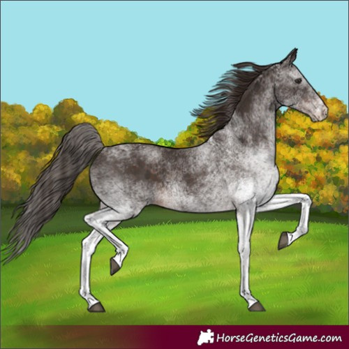 Horse Color:White Spotted Liver Chestnut