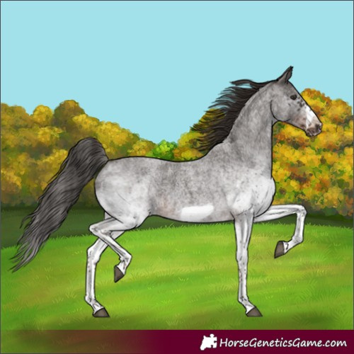 Horse Color:Unknown 