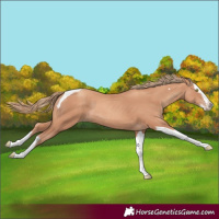 Horse Color:Gold Champagne Splash Tobiano