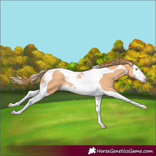 Horse Color:Gold Champagne Splash Tobiano