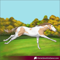 Horse Color:Gold Champagne Splash Tobiano 