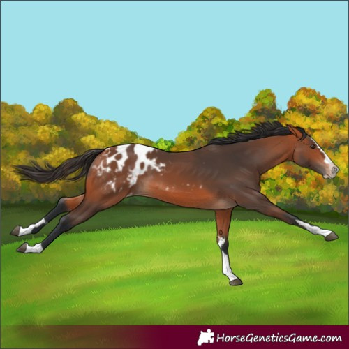 Horse Color:Bay Splash Appaloosa